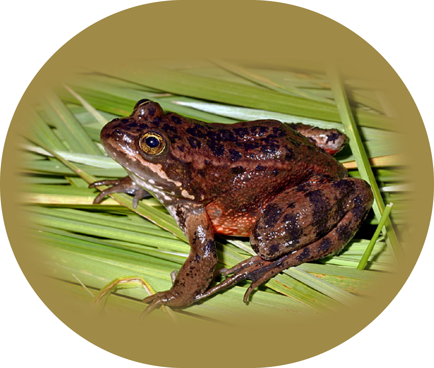 frogs-species